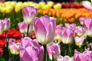 keukenhof park tulips image 14